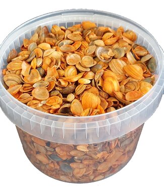 MyFlowers Shells north sea 3 ltr Orange ( x 1 )