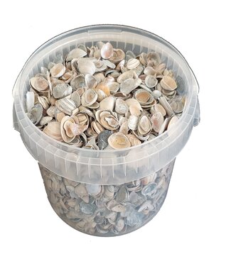 MyFlowers Schelpen noordzee 1 ltr Frosted Blauw ( x 6 )