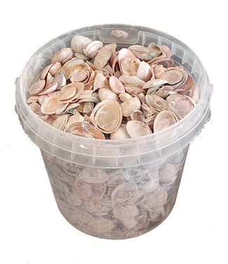 Muscheln Nordsee 1 ltr Frosted Pink (x 6)