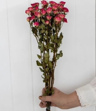 DriedRoses.com Getrocknete rosa Traubenrosen 50 cm