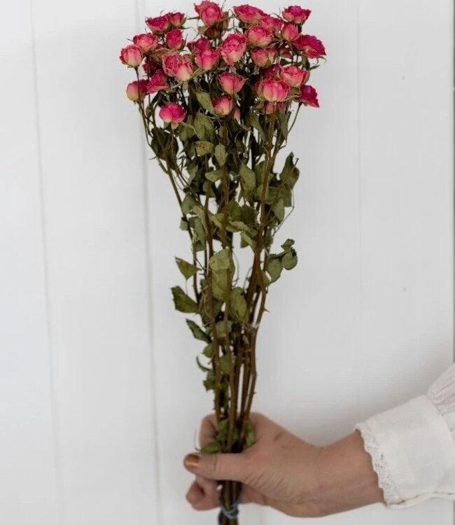 Gedroogde roze tros rozen 50 cm per bos