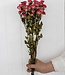 Roses en spray roses séchées 50 cm par bouquet