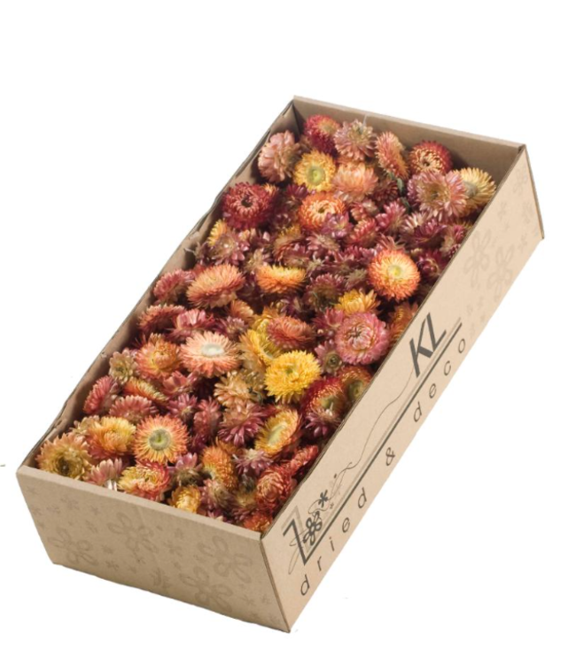 Dried Helichrysum heads of salmon | 100 grams per box