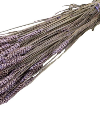 Dried wheat| color frosted purple
