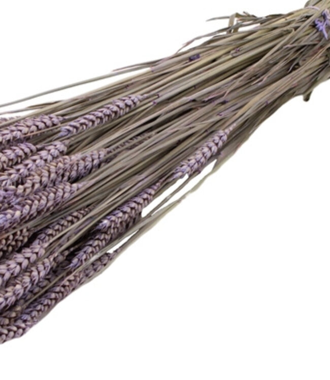 Dried wheat| color frosted purple| length 60 cm