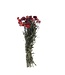 Getrocknete rote Helichrysum-Strohblumen getrocknete Blüten pro Strauß