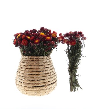 Dried Helichrysum straw flower red