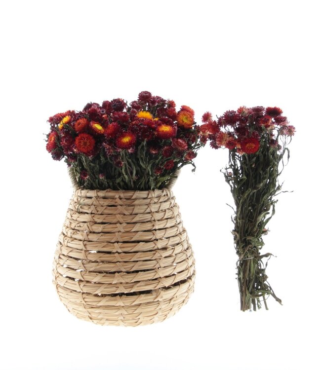 Dried red Helichrysum straw flower dried flowers per bunch