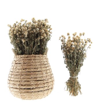 MyFlowers Dried cream-white Gomphrena