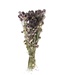 Getrocknete violette Nigella "Black Pod" | Länge ± 45 cm | Erhältlich pro Bündel