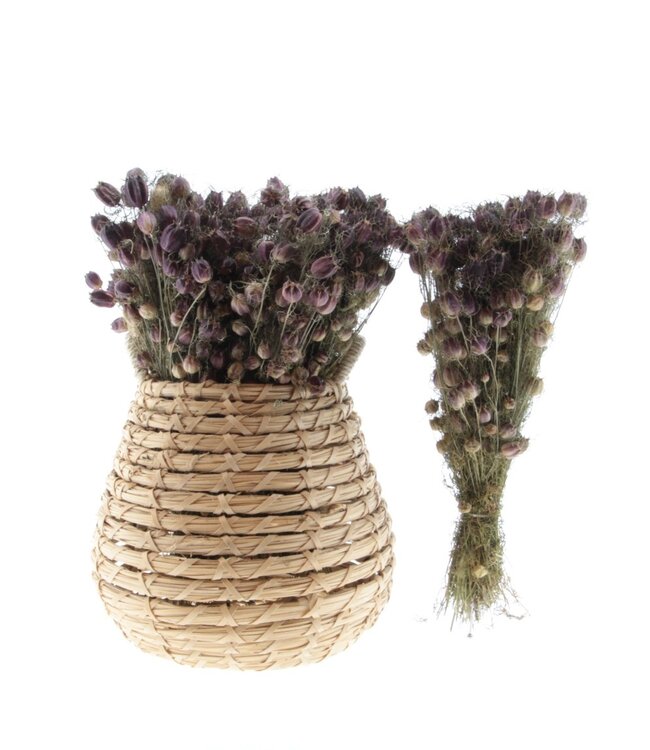 Nigelle violette séchée "Black Pod" | Longueur ± 45 cm | Disponible par bouquet