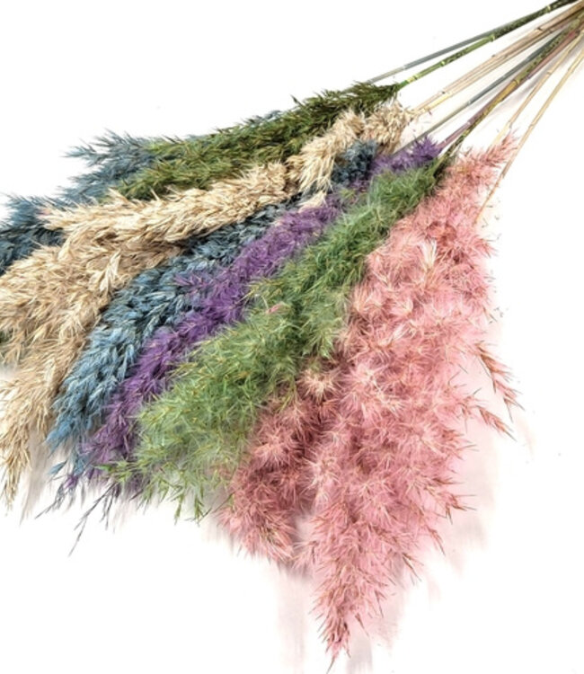 Pampas plumes in pastel shades | 10 pieces| length 70CM