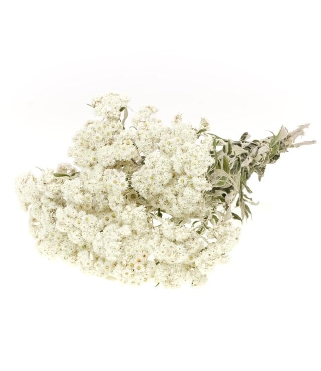 Dried white Anaphalis (Siberian Edelweiss)