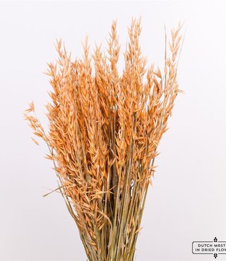 MyFlowers Dried oats matt orange