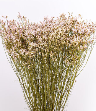 Dried Limonium Diamond light pink