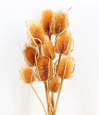 Dried Dipsacus thistle natural