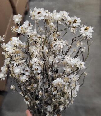 MyFlowers Dried Ammobium natural