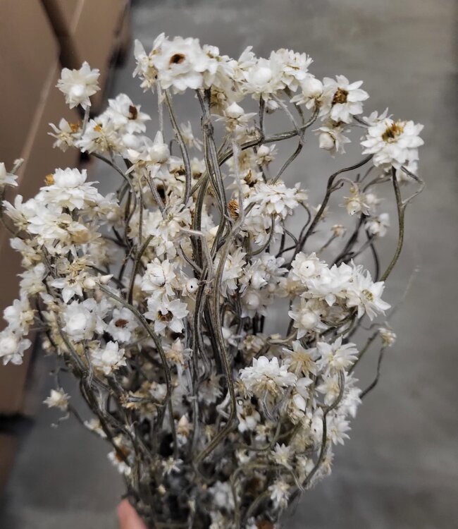 Dried Ammobium (Winged Everlasting) natural