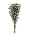 Ten dried lavender-gray spray roses