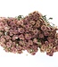 Ten dried white-pink spray roses