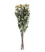 Ten dried white spray roses