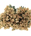 Ten dried white spray roses