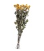 Ten dried yellow spray roses