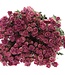 Ten dried pink spray roses