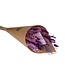 Veldboeket droogbloemen "Exclusive Ten" in 5 kleuren en 2 maten