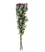 Zehn getrocknete Fuchsia-Rosen
