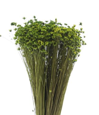 MyFlowers Dried Glixia green