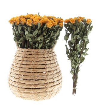 Dried yellow roses