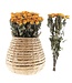 Ten dried yellow-orange roses