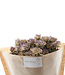 Ten dried lavender-gray spray roses