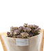 Zehn getrocknete lavendelgraue Sprührosen