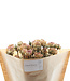 Ten dried white-pink spray roses