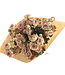 Ten dried white-pink spray roses