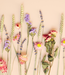 Trockenblumen durch den Briefkasten | 4 Farben