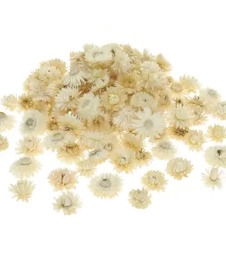 Getrocknete Helichrysum-Köpfe weiß