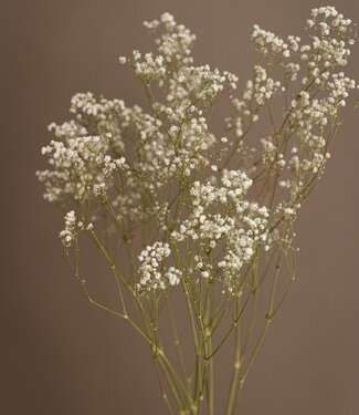 Dried Gypsophila natural white