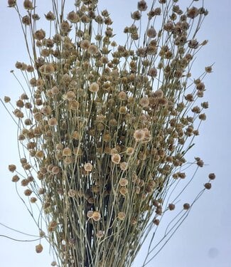 MyFlowers Getrockneter Flachs (Linum) weiß neblig