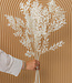 Bleached Ruscus dried flowers | Length 70 centimetres | Per 5 branches