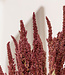 Rote Amaranthus getrocknete Blumen | Länge 45 - 50 Zentimeter