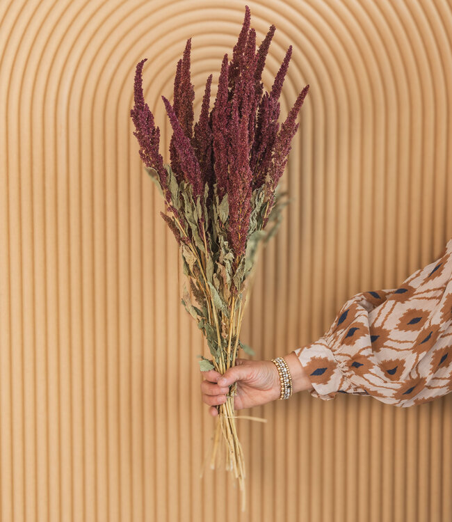 Rote Amaranthus getrocknete Blumen | Länge 45 - 50 Zentimeter