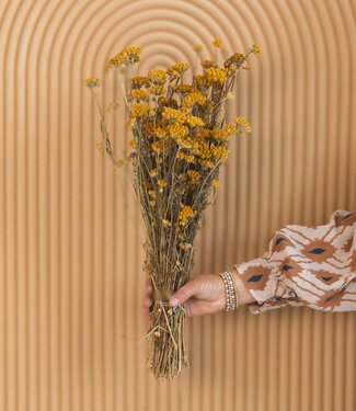 MyFlowers Dried yellow Lonas Aanua, length ± 40 centimetres