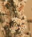 Statice sinuata salmon-colored dried flowers | Length ± 65cm