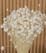 Glixia dried flowers bleached | Length ± 40 cm