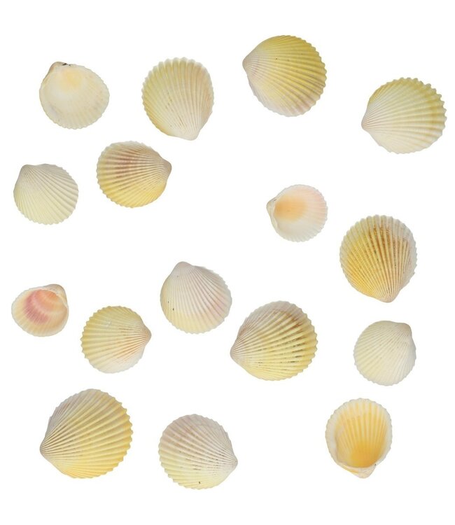 Muscheln Cardium Flavus Shell | Gewicht 500 Gramm | Bestellung pro Packung