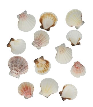 4A Shells Pecten Vexillum | Weight 500 grams | Per pack