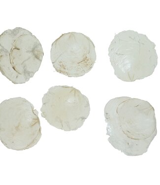 4A Shells Capiz Shell | Weight 200 grams | Per pack